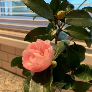 Meet your Posher, Sonee